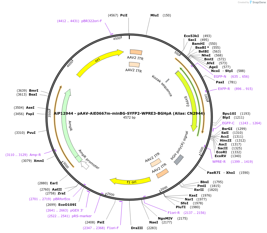 224017-plasmid-map-sequence-id-449781