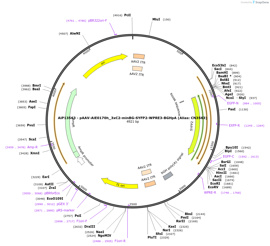224029-plasmid-map-sequence-id-449783
