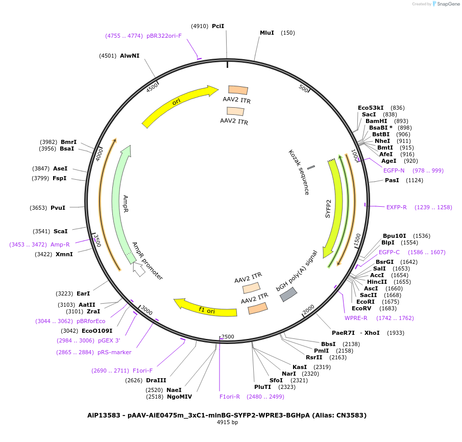 224030-plasmid-map-sequence-id-449784