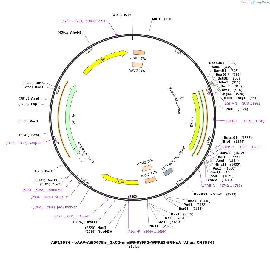 224031-plasmid-map-sequence-id-449785