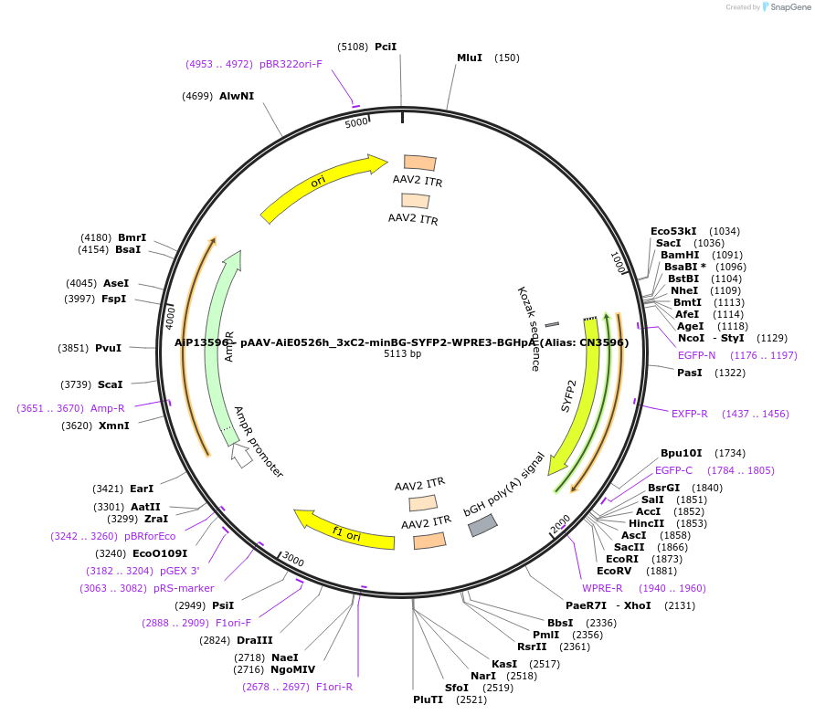 224033-plasmid-map-sequence-id-449786