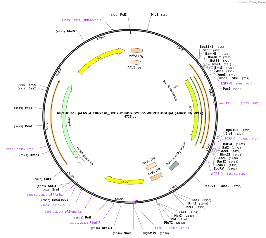 224038-plasmid-map-sequence-id-449788
