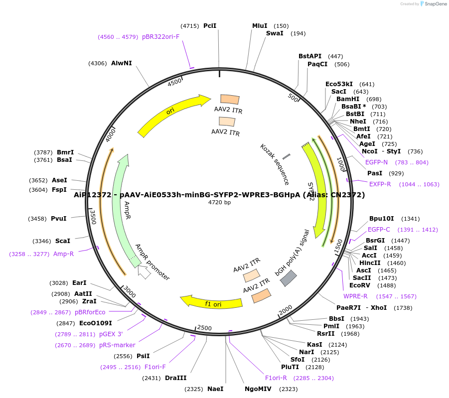 224058-plasmid-map-sequence-id-449792