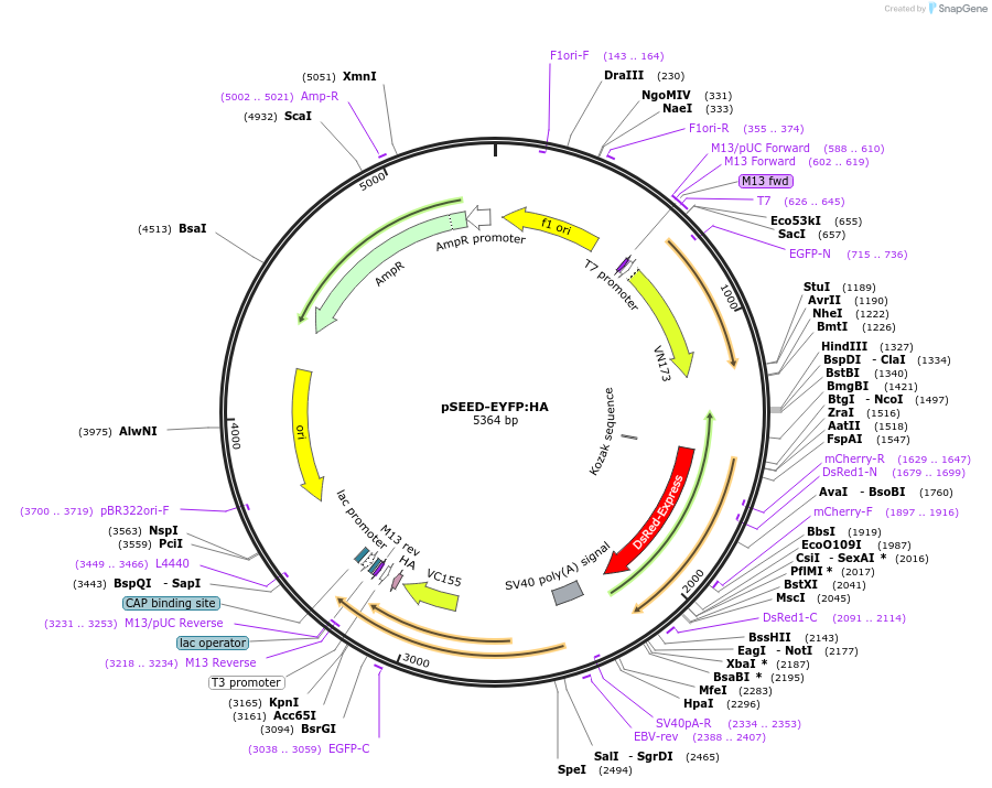 219656-plasmid-map-sequence-id-449819