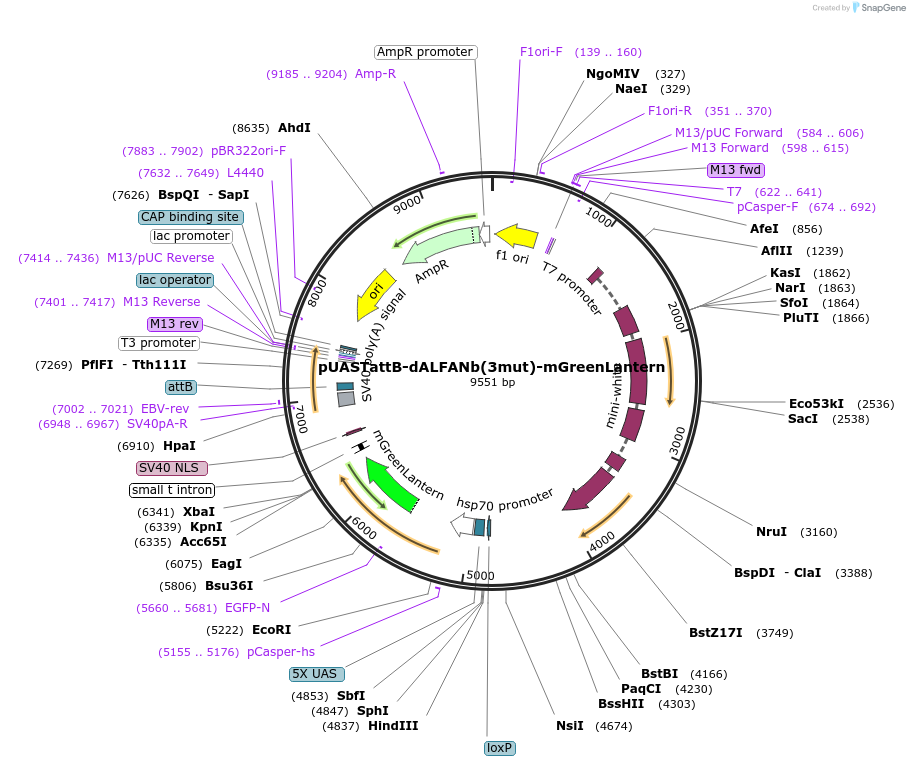 219662-plasmid-map-sequence-id-449822