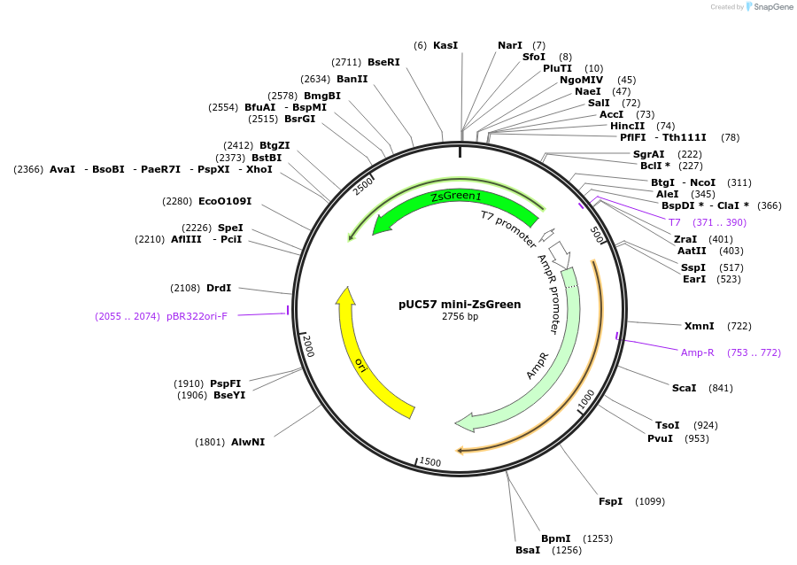 222648-plasmid-map-sequence-id-449836