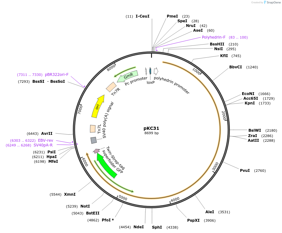 226777-plasmid-map-sequence-id-449872