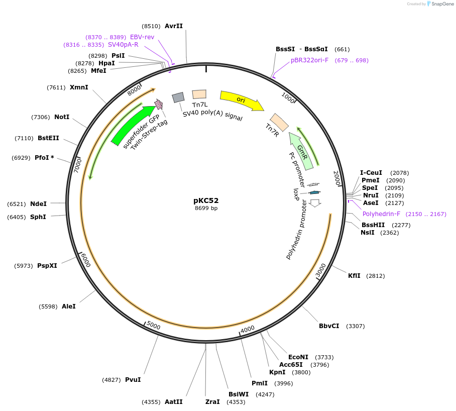 226780-plasmid-map-sequence-id-449875