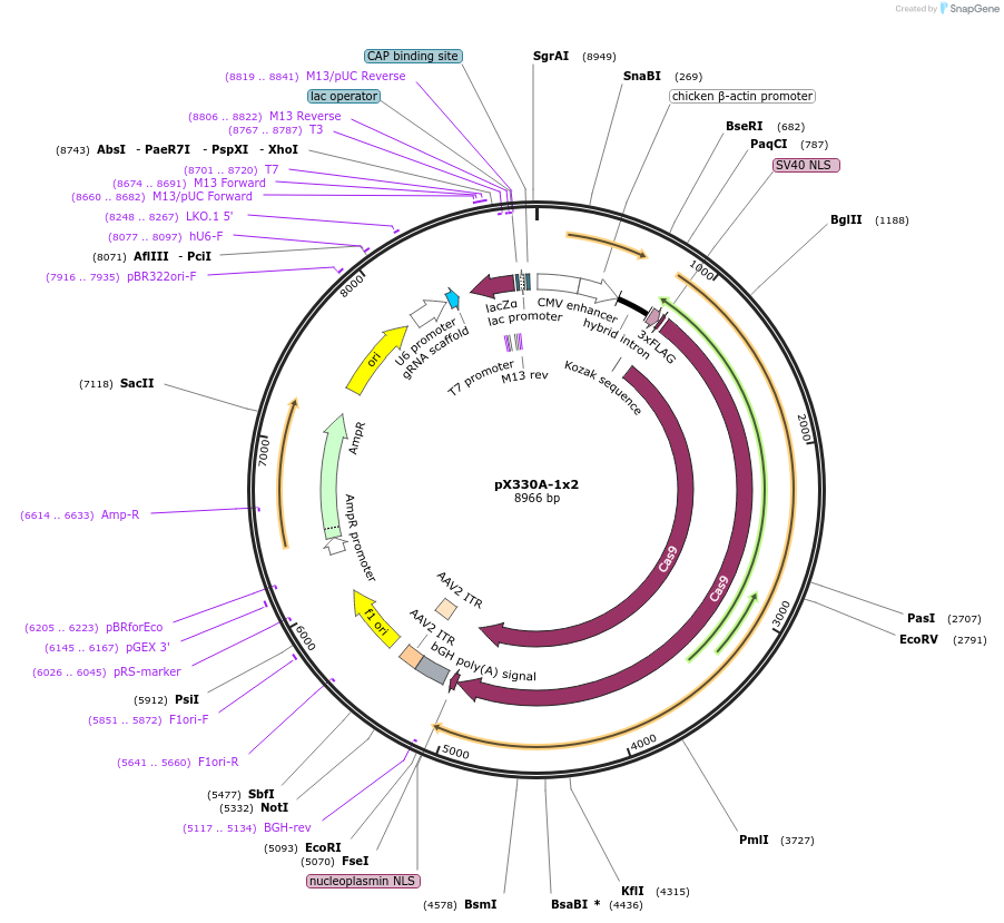 58766-plasmid-map-sequence-id-449885