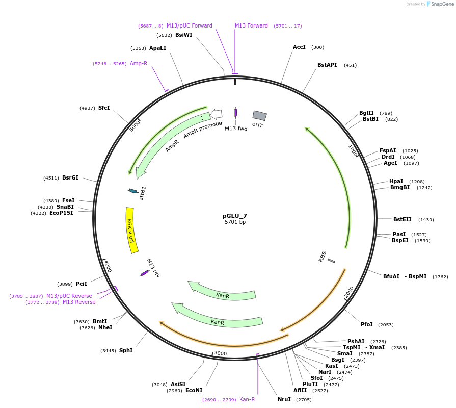 225815-plasmid-map-sequence-id-449895