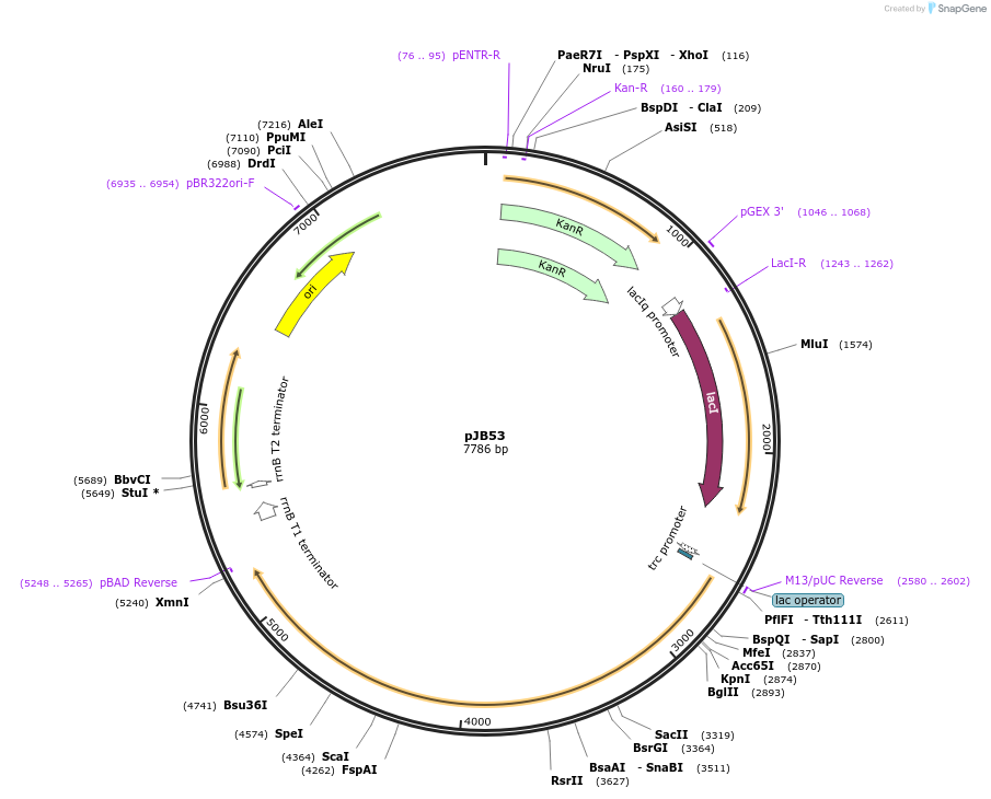 226309-plasmid-map-sequence-id-449921