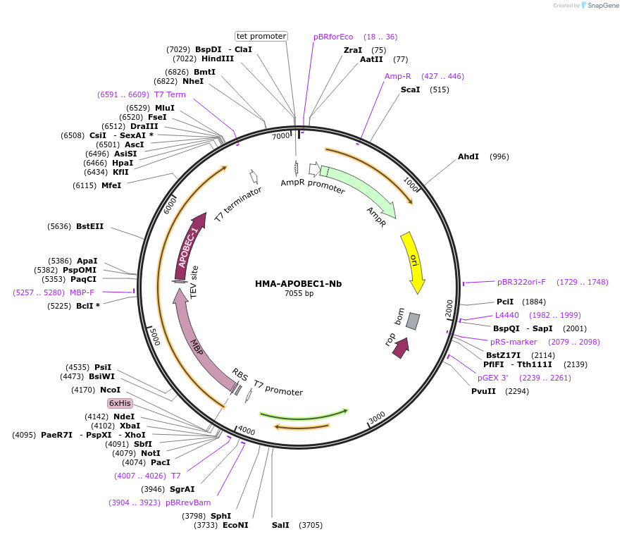 226012-plasmid-map-sequence-id-449946