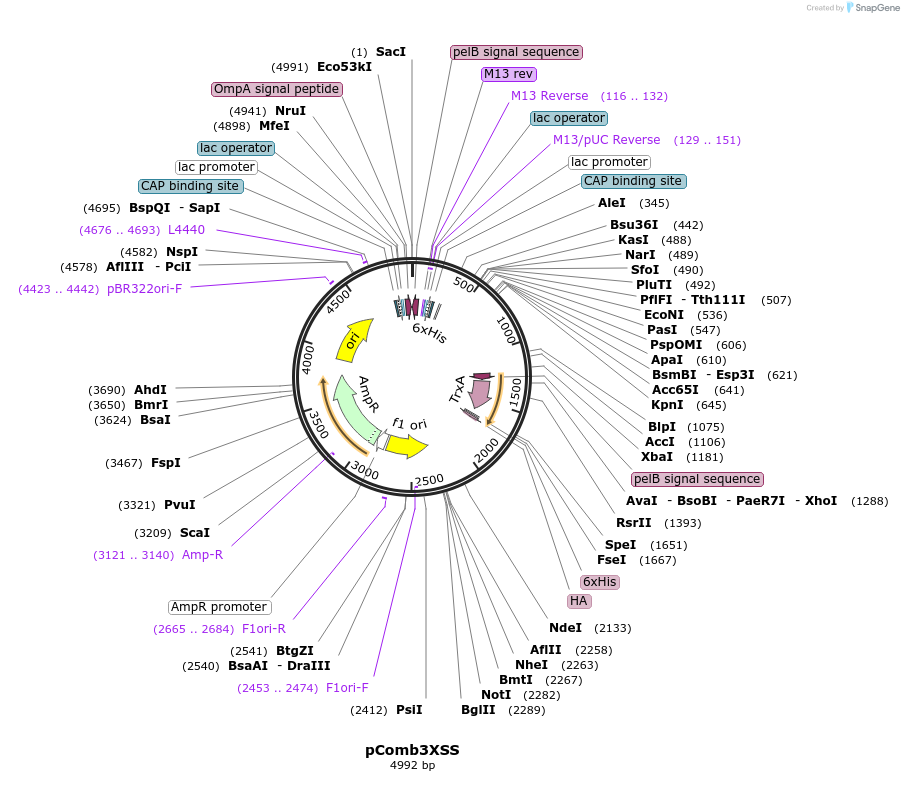 63890-plasmid-map-sequence-id-449948
