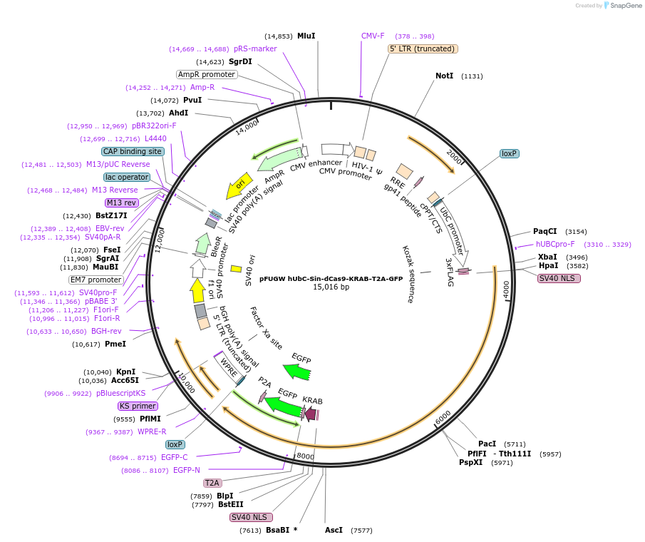 227010-plasmid-map-sequence-id-449964