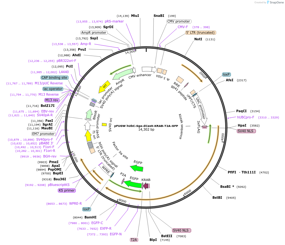 227009-plasmid-map-sequence-id-449966