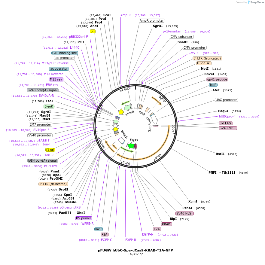 227011-plasmid-map-sequence-id-449967