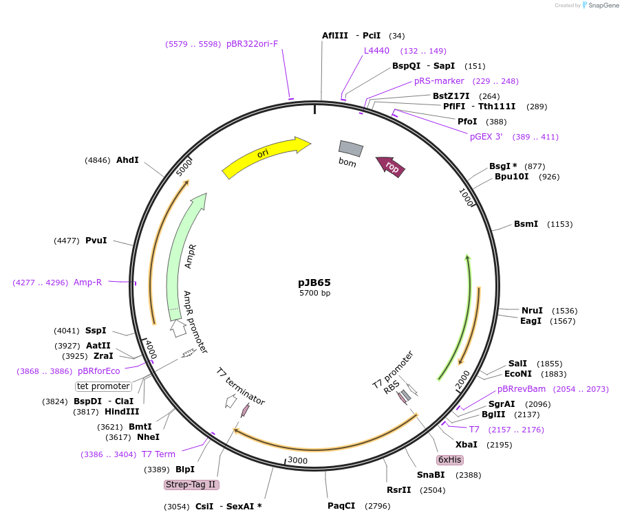 226319-plasmid-map-sequence-id-449981