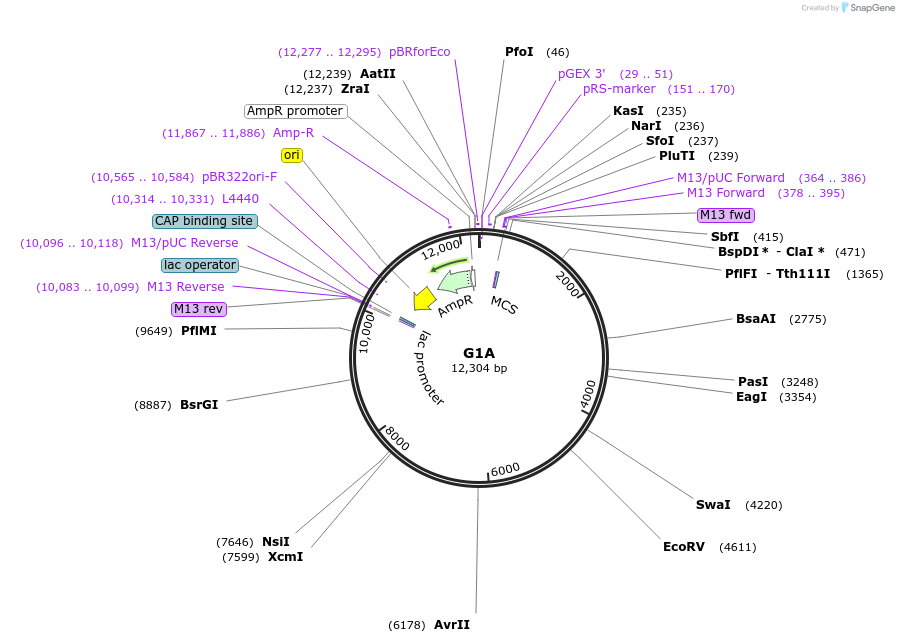 24690-plasmid-map-sequence-id-450000
