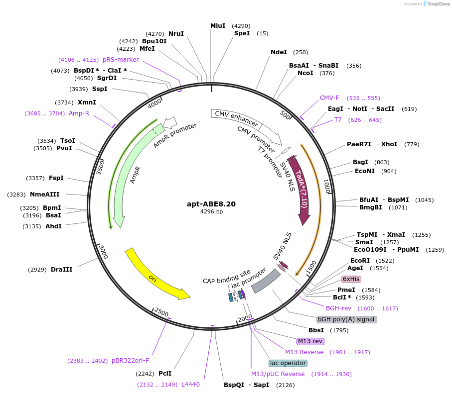 219938-plasmid-map-sequence-id-450044