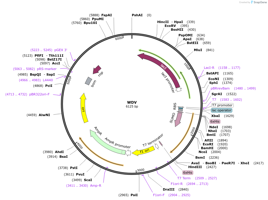 226983-plasmid-map-sequence-id-450047