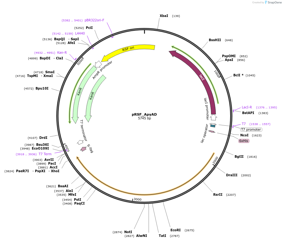 226241-plasmid-map-sequence-id-450052