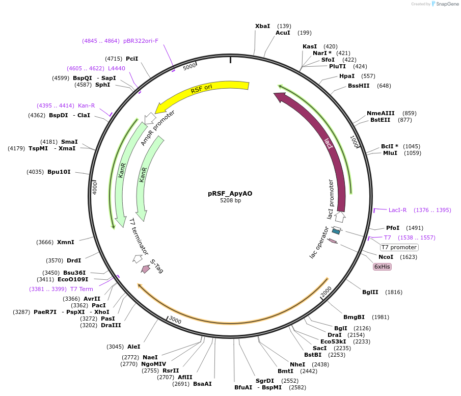 226242-plasmid-map-sequence-id-450053