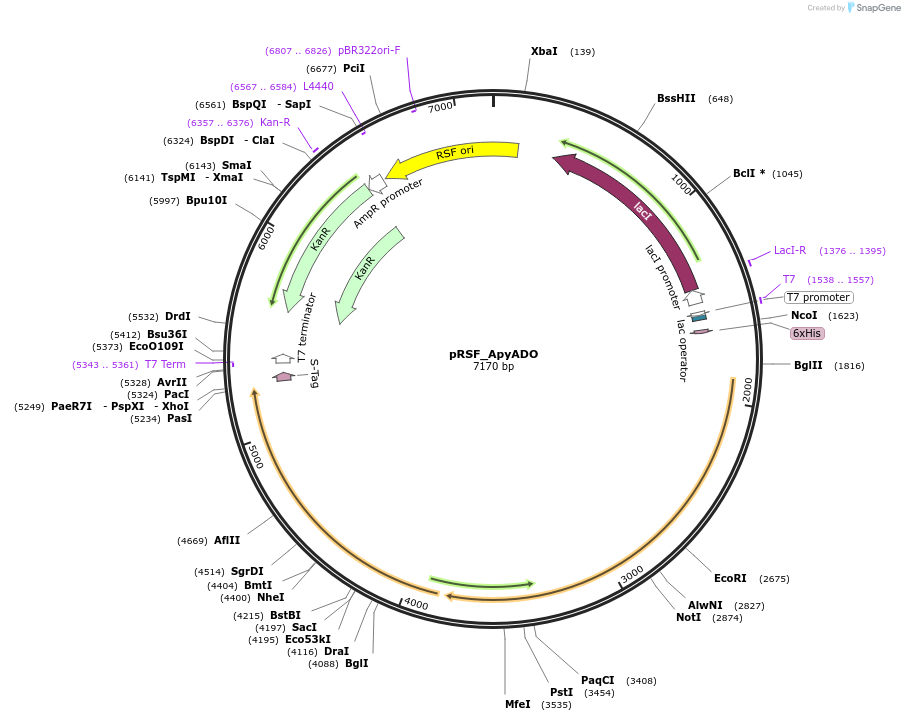 226248-plasmid-map-sequence-id-450058