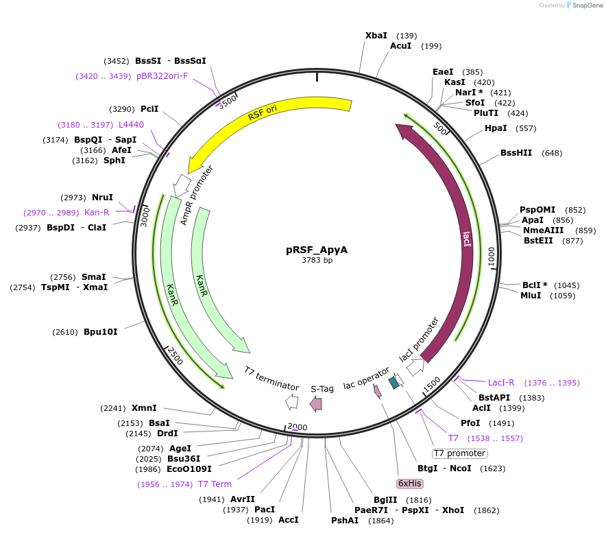 226249-plasmid-map-sequence-id-450059