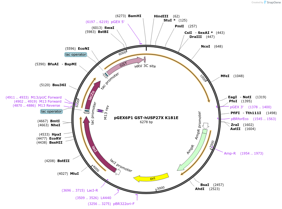 225714-plasmid-map-sequence-id-450060