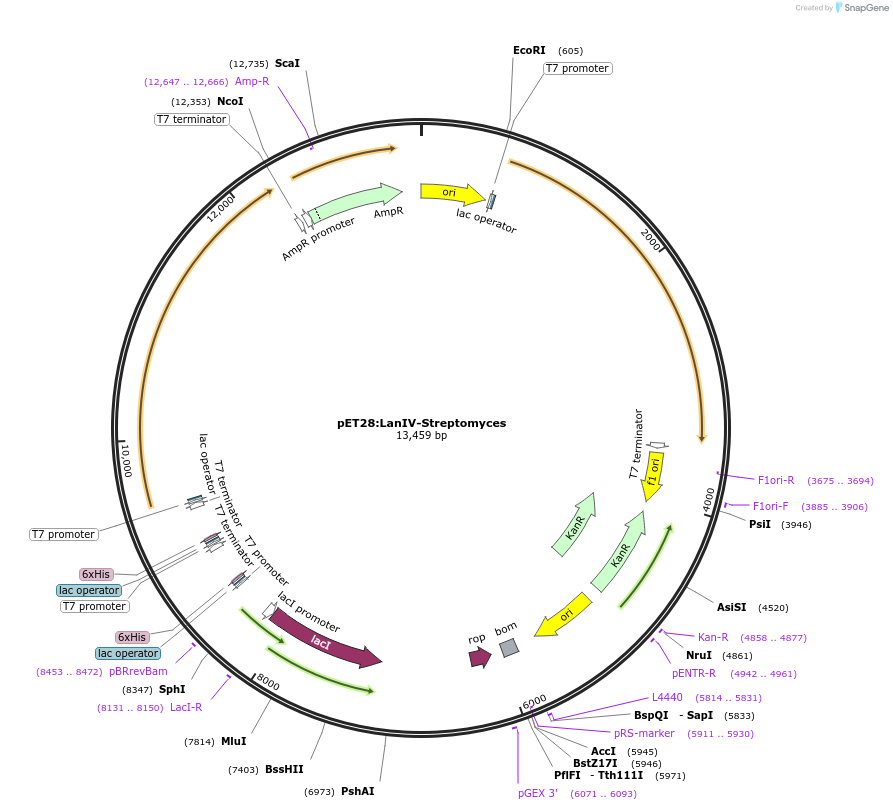 226250-plasmid-map-sequence-id-450061