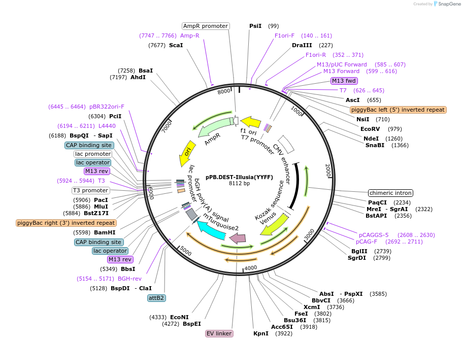 215445-plasmid-map-sequence-id-450066