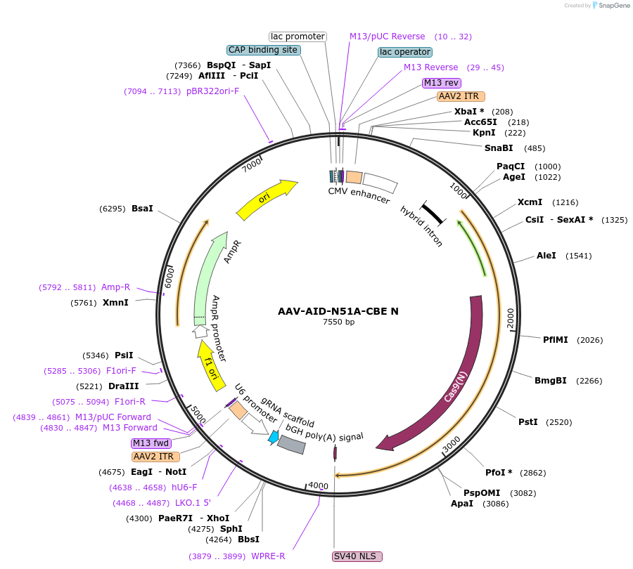 227421-plasmid-map-sequence-id-450069