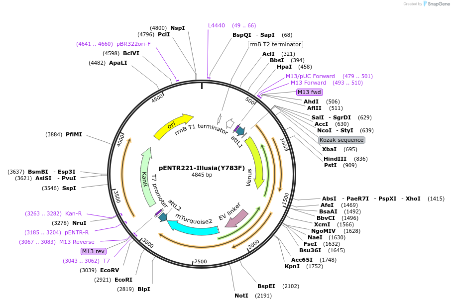 222595-plasmid-map-sequence-id-450071