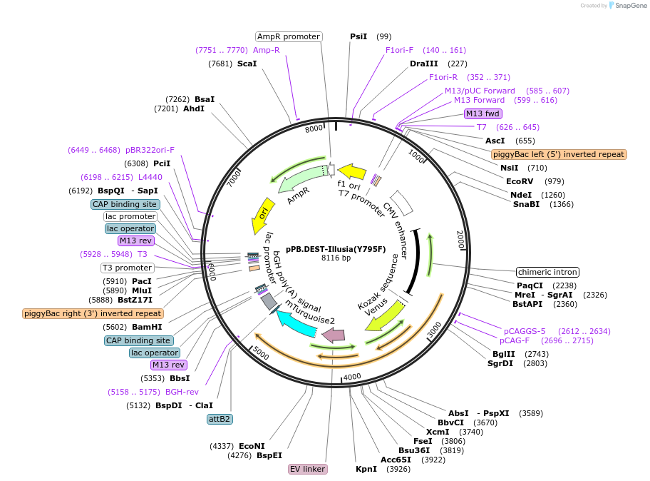 222598-plasmid-map-sequence-id-450087