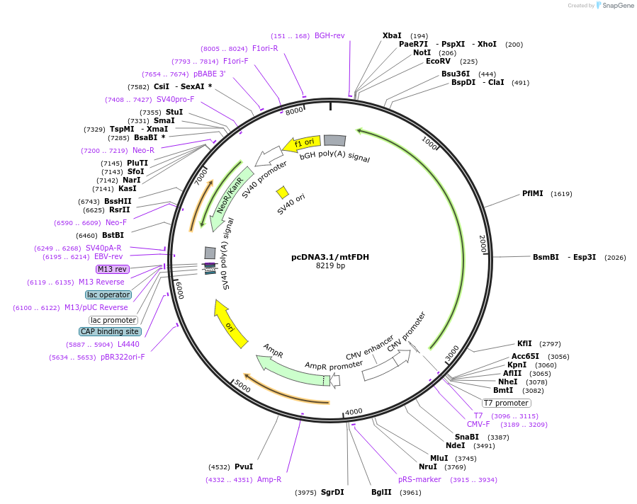 226826-plasmid-map-sequence-id-450099