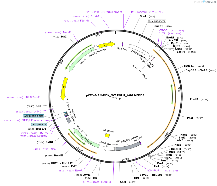 221860-plasmid-map-sequence-id-450107