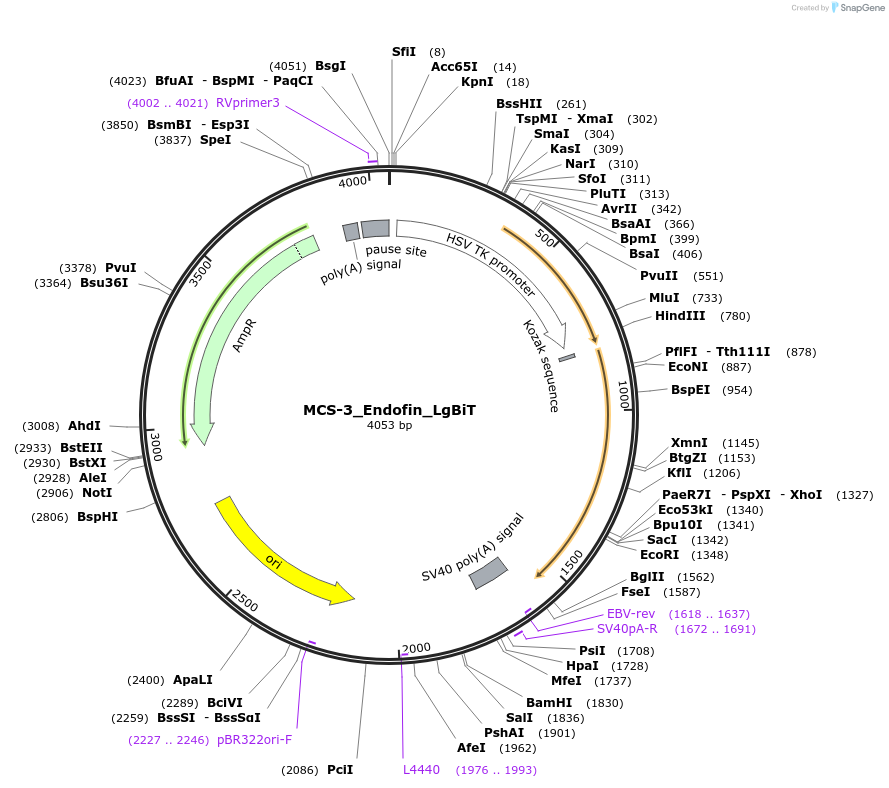 182574-plasmid-map-sequence-id-450120