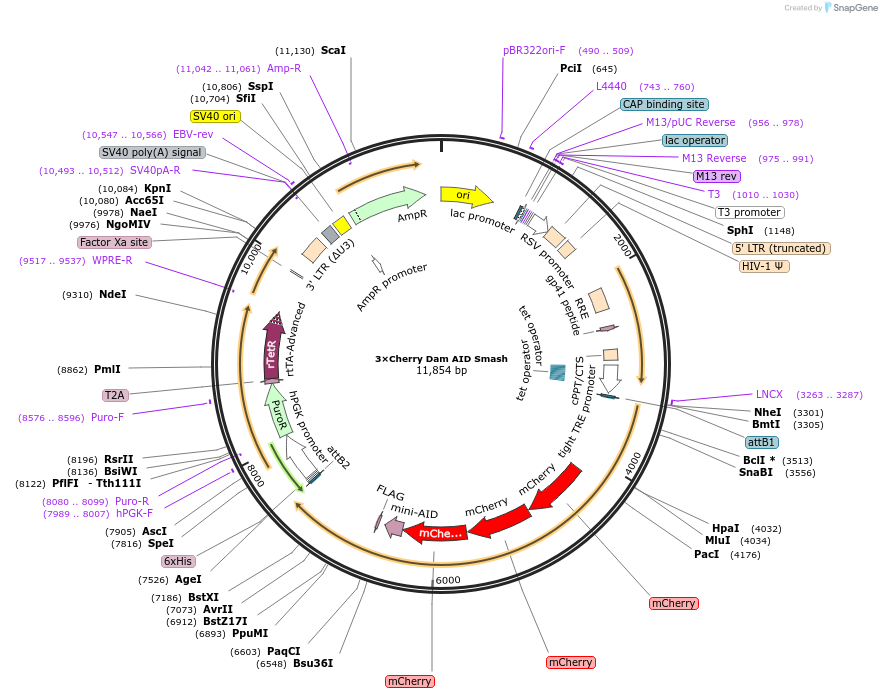 227374-plasmid-map-sequence-id-450133