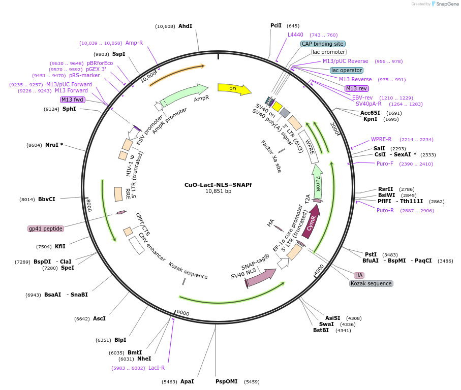 227368-plasmid-map-sequence-id-450135