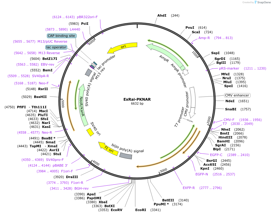 226631-plasmid-map-sequence-id-450136
