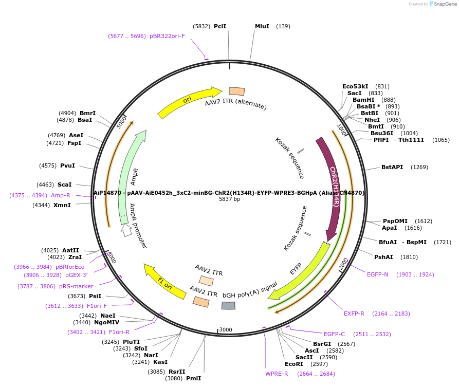 224186-plasmid-map-sequence-id-450138