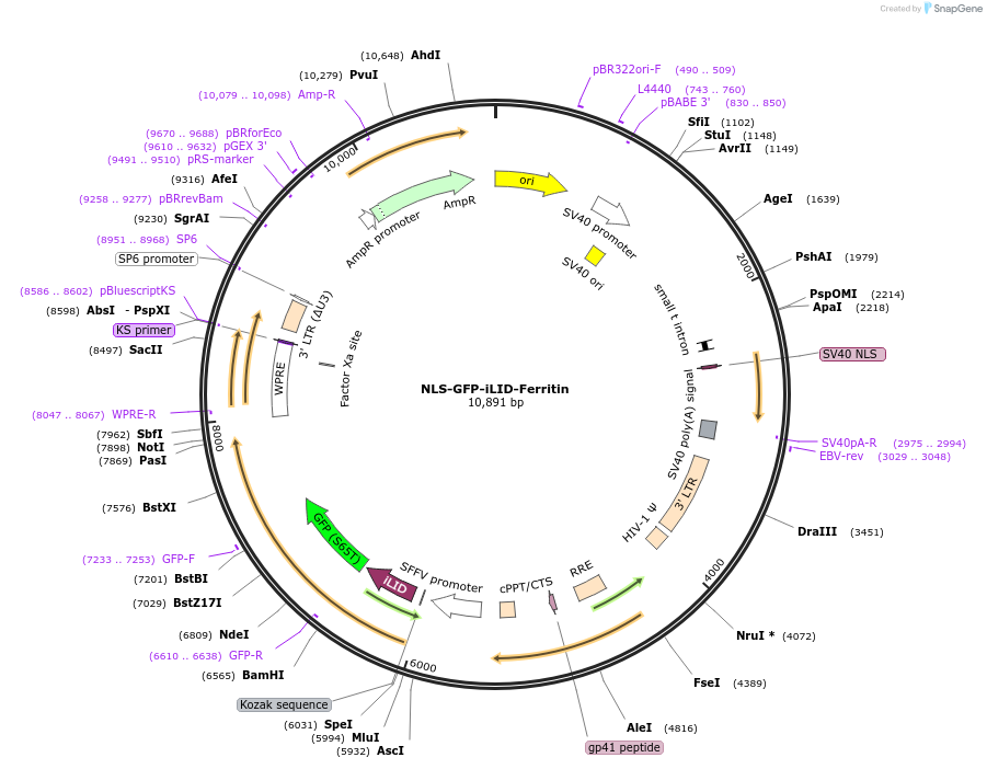 227376-plasmid-map-sequence-id-450142