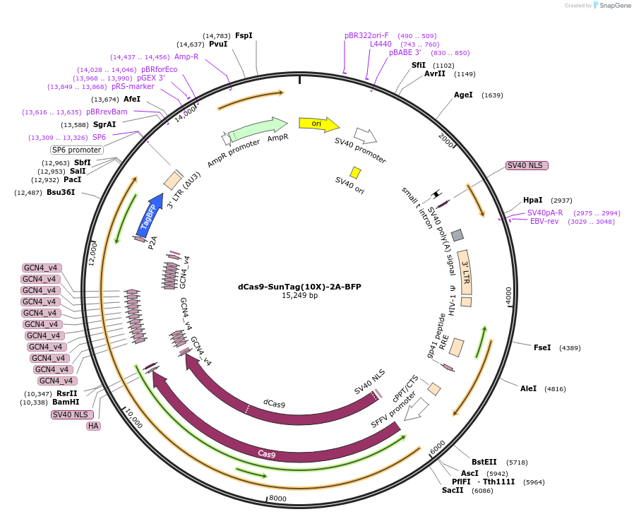 227389-plasmid-map-sequence-id-450165