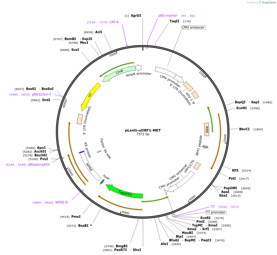 214104-plasmid-map-sequence-id-450171