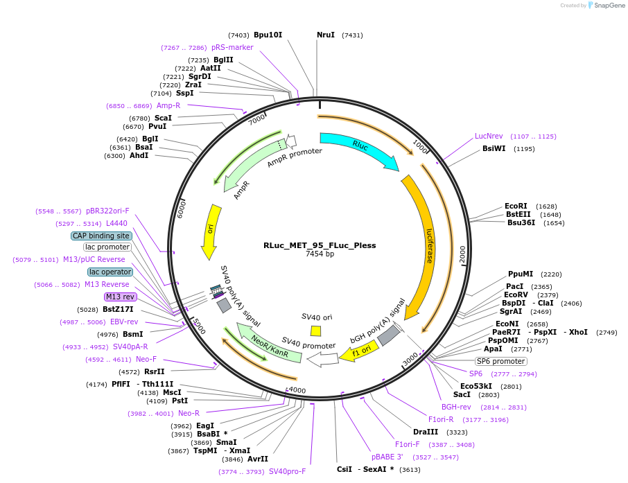 226464-plasmid-map-sequence-id-450177
