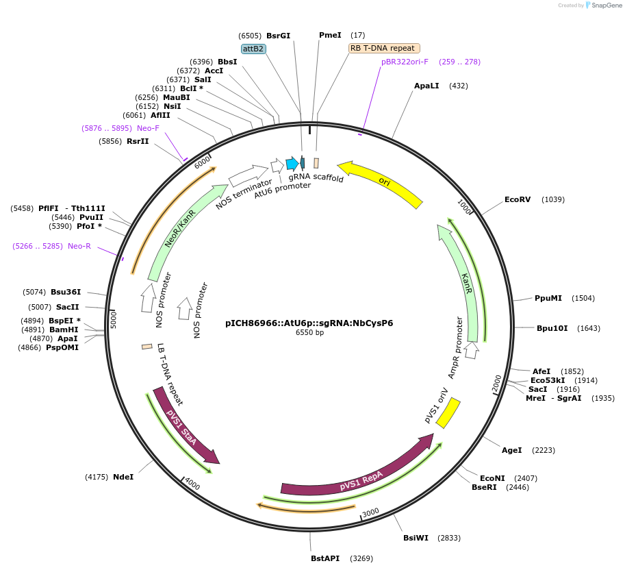223217-plasmid-map-sequence-id-450185