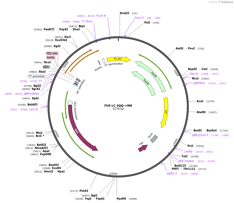 226602-plasmid-map-sequence-id-450199