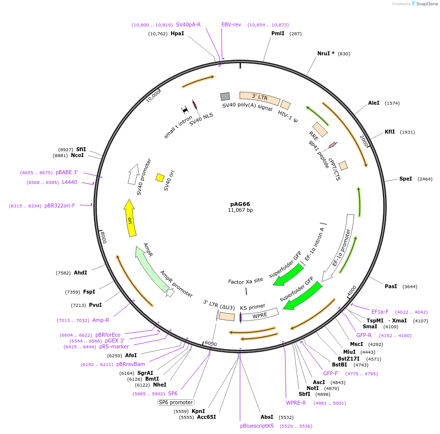 226751-plasmid-map-sequence-id-450260