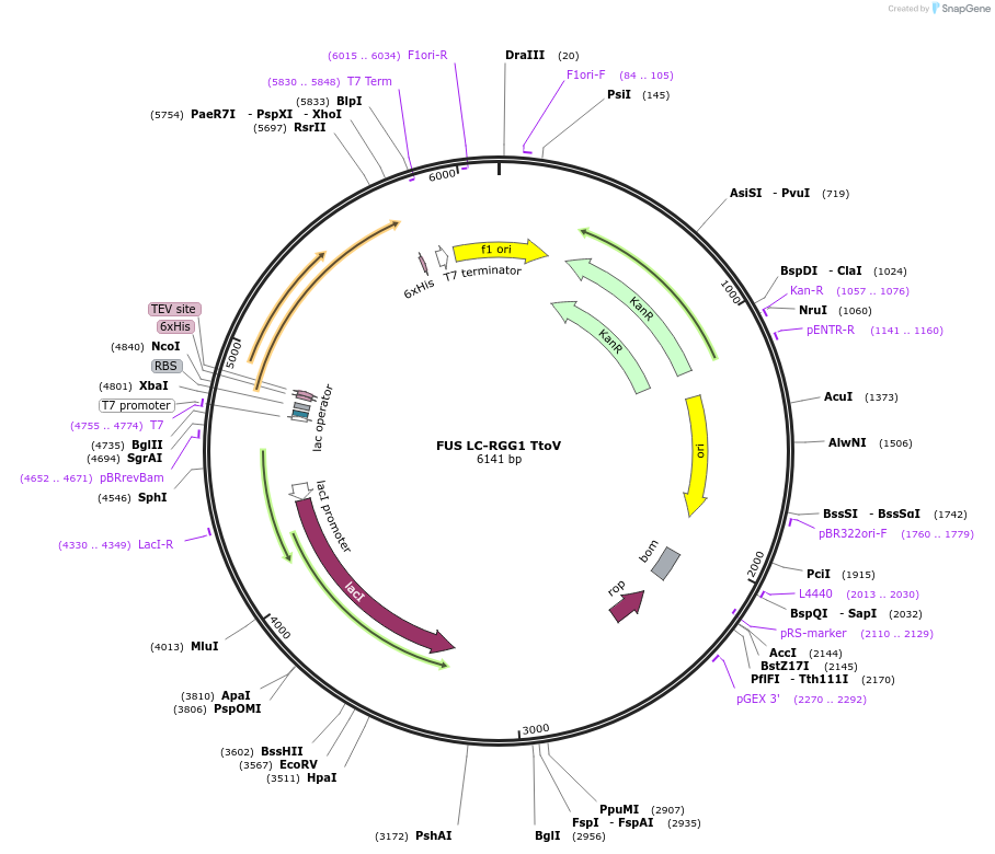 226613-plasmid-map-sequence-id-450262