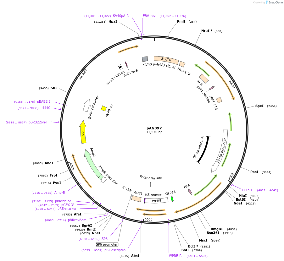 226733-plasmid-map-sequence-id-450270